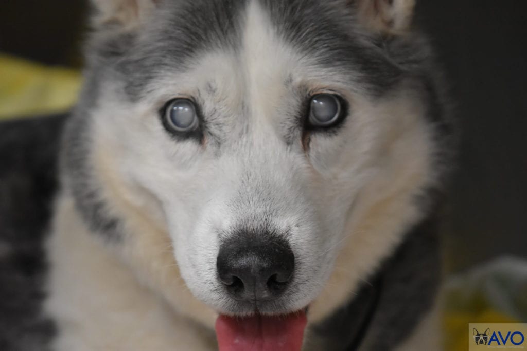 Canine store juvenile cataracts