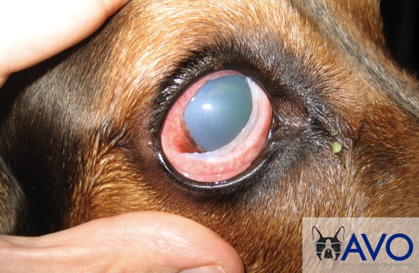 Glaucoma eye drops for dogs sale