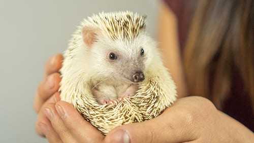 hedgehog